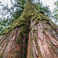 Cedarwood Essential Oil