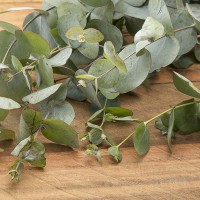 Eucalyptus Essential Oil