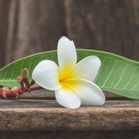 Frangipani Oil Blend