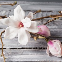 Magnolia Oil Blend