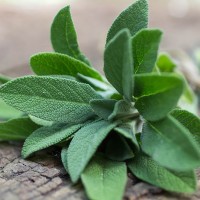 Sage Oil