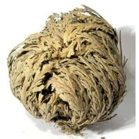 Jericho Flowers for Growth, Love, Manifestation