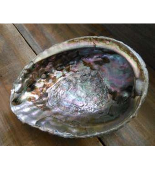 Abalone Shell Bowl - Extra Large